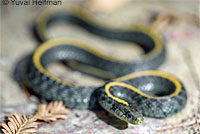 Valley Gartersnake