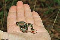 Santa Cruz Gartersnake