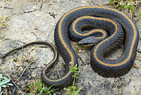 Santa Cruz Gartersnake