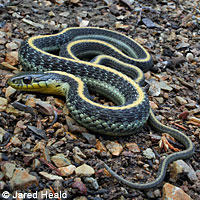 Santa Cruz Gartersnake