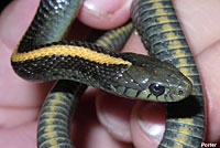 Santa Cruz Gartersnake