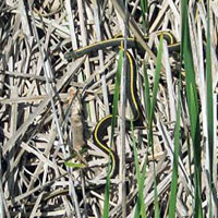 Santa Cruz Gartersnakes