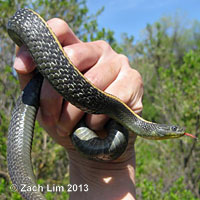 Santa Cruz Gartersnake