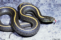 Santa Cruz Gartersnake