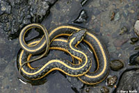 Oregon Gartersnake