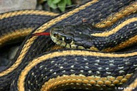 Oregon Gartersnake