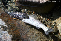 Oregon Gartersnake