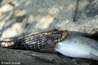 Oregon Gartersnake