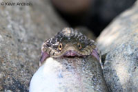 Oregon Gartersnake