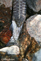 Oregon Gartersnake