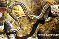 Oregon Gartersnake