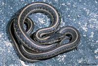 Oregon Gartersnake