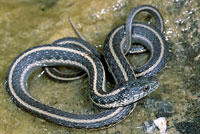 Oregon Gartersnake