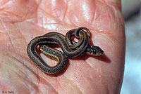 Oregon Gartersnake