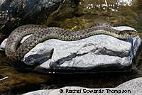 Oregon Gartersnake