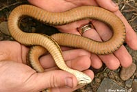 Oregon Gartersnake