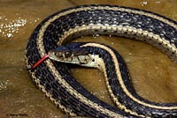 Oregon Gartersnake