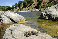 Oregon Gartersnake