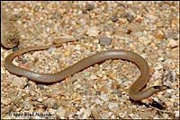 Smith's Black-headed Snake