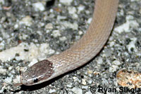 Smith's Black-headed Snake