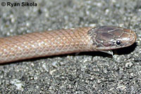 Smith's Black-headed Snake