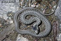 Oregon Gartersnake