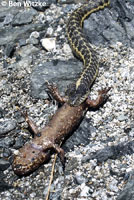 Oregon Gartersnake