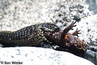 Oregon Gartersnake