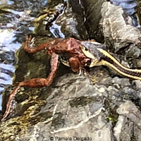 Oregon Gartersnake