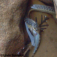 Oregon Gartersnake