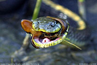 Santa Cruz Gartersnake