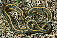 Aquatic Gartersnake Intergrade