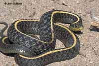 Santa Cruz Gartersnake