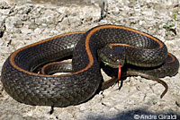 Aquatic Gartersnake Intergrade