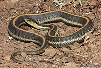 Aquatic Gartersnake Intergrade