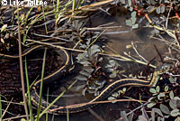 Oregon Gartersnake