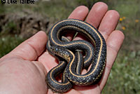 Oregon Gartersnake