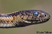 Oregon Gartersnake