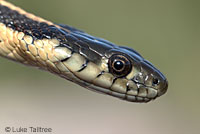 Oregon Gartersnake