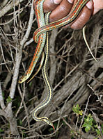 Gartersnakes