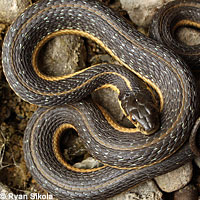 Two-striped Gartersnake