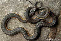 Two-striped Gartersnake