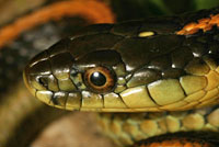 Diablo Range Gartersnake