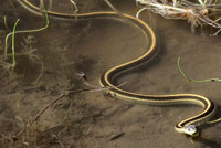 Diablo Range Gartersnake