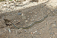 Diablo Range Gartersnake