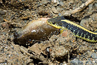 Diablo Range Gartersnake