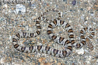 California Lyresnake