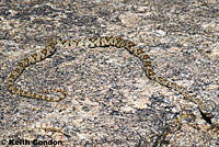 California Lyresnake