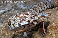 California Lyresnake