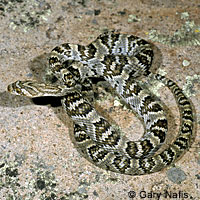 Sonoran Lyresnake